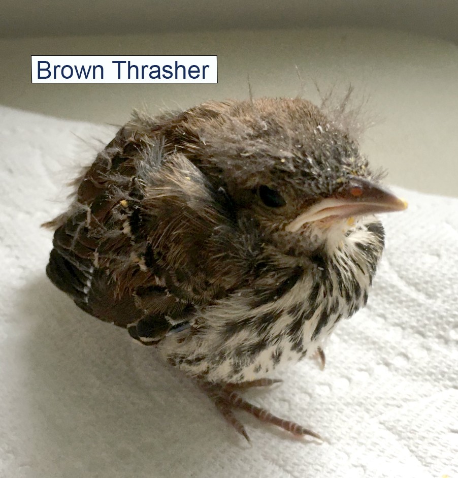Brown Thrasher Brown Thrasher Baby