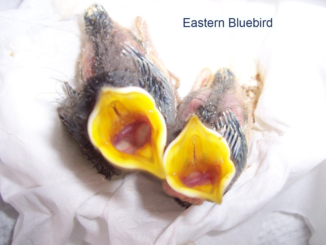 Eastern Bluebird