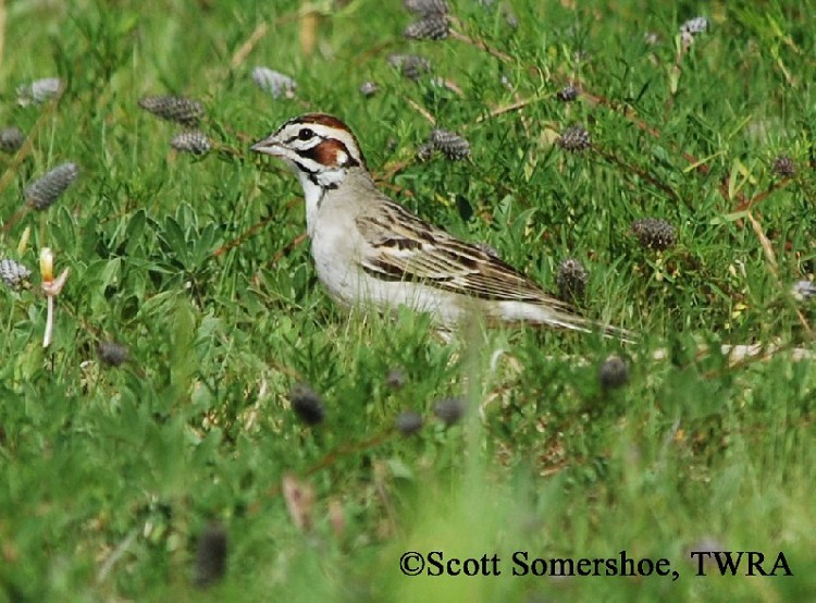 Lark Sparrow