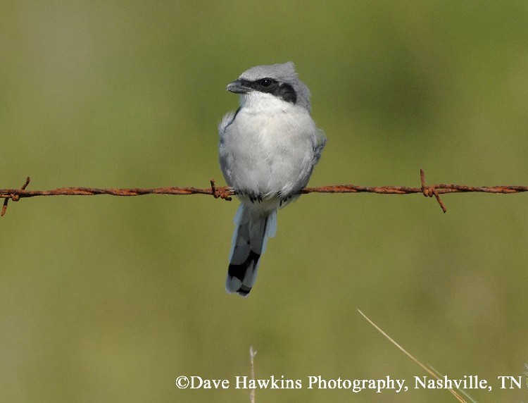 loggerhead-shrike Loggerhead Shrike