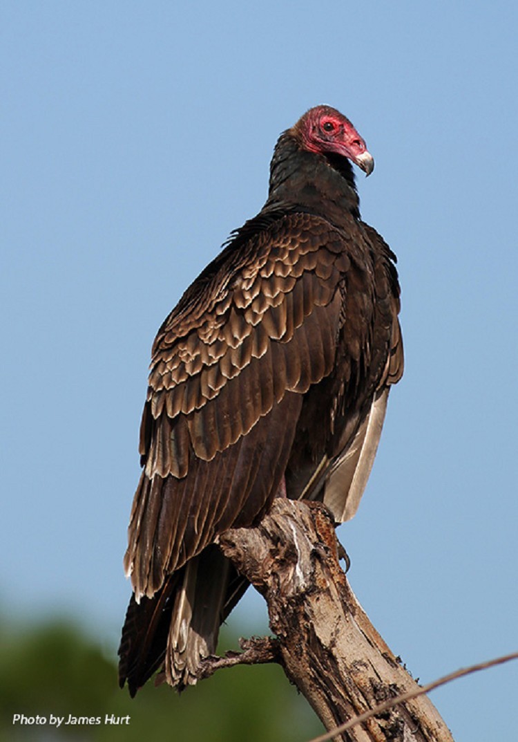 turkey-vulture-006 Turkey Vulture