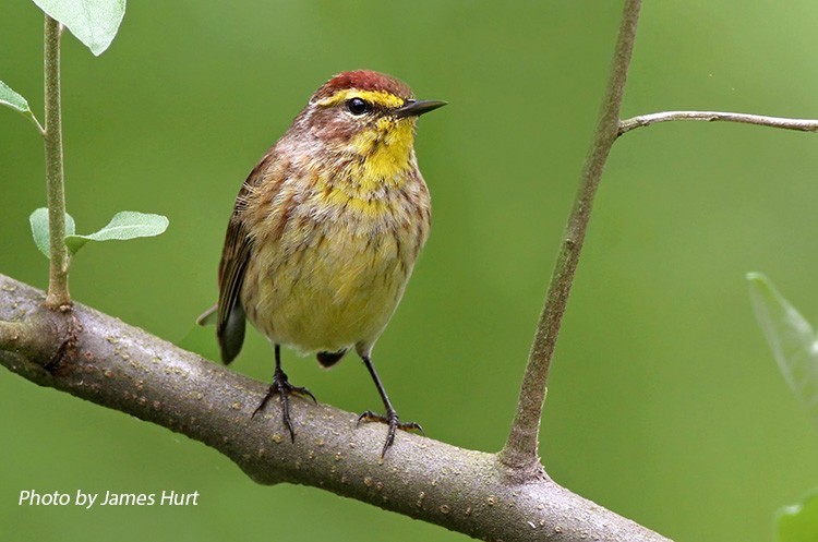 Palm Warbler