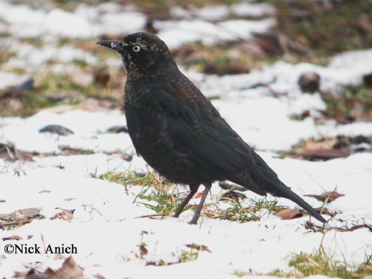 rusty-blackbird Rusty Blackbird