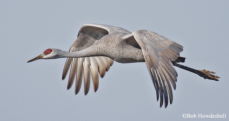 Sandhill Crane in Flight