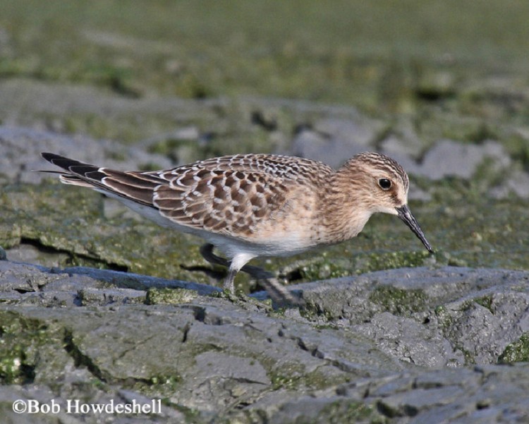 Baird's Sandpiper
