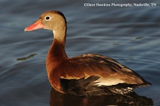Black-bellied Whistling Duck