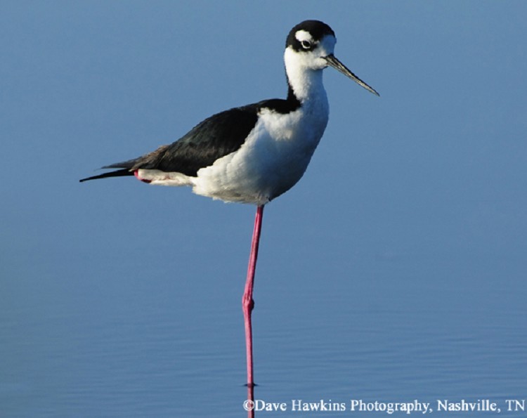 Black-necked Stilt, Himantopus mexicanus, Photo Credit Dave Hawkins