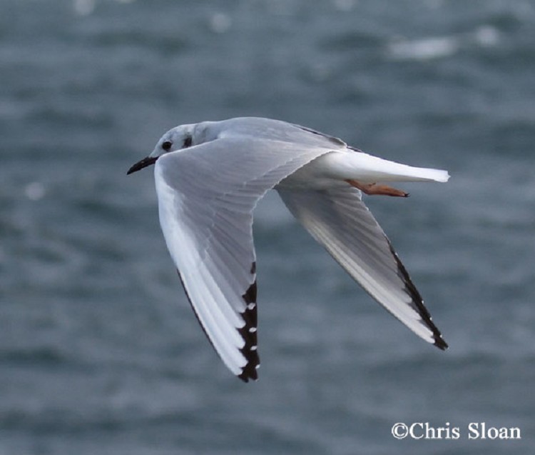 Bonaparte's Gull Bonaparte's Gull