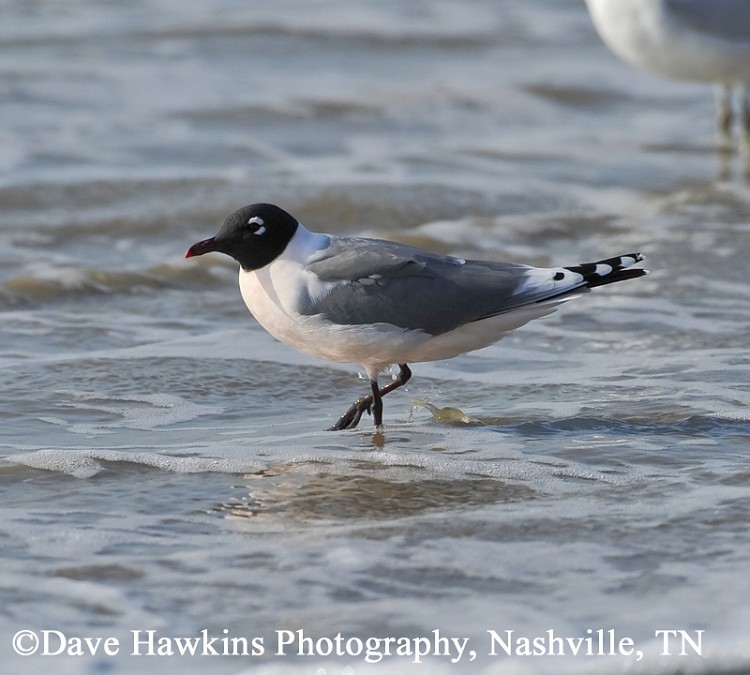 Franklin's Gull, Larus pipixcan
