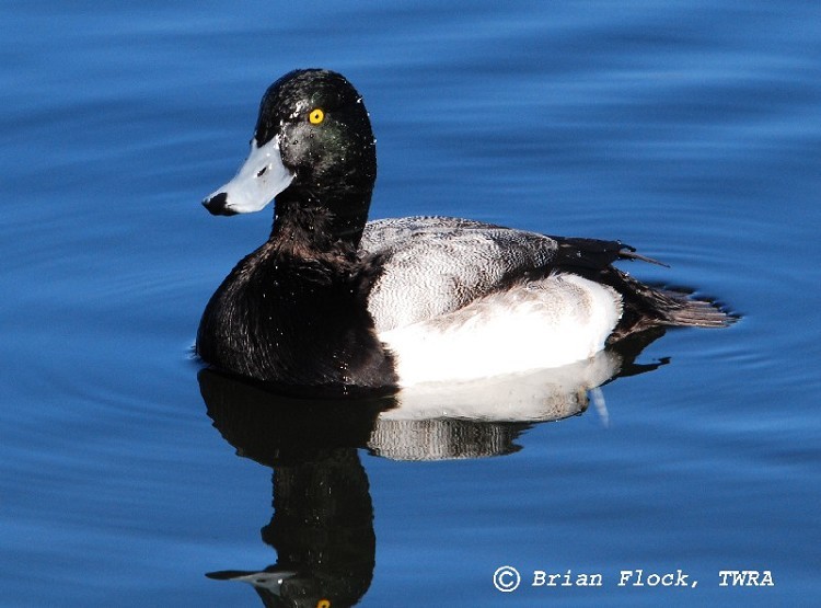 Greater Scaup Aythya marila, Adult male, Photo Credit: Brian Flock Greater Scaup Aythya marila, Adult male, Photo Credit: Brian Flock