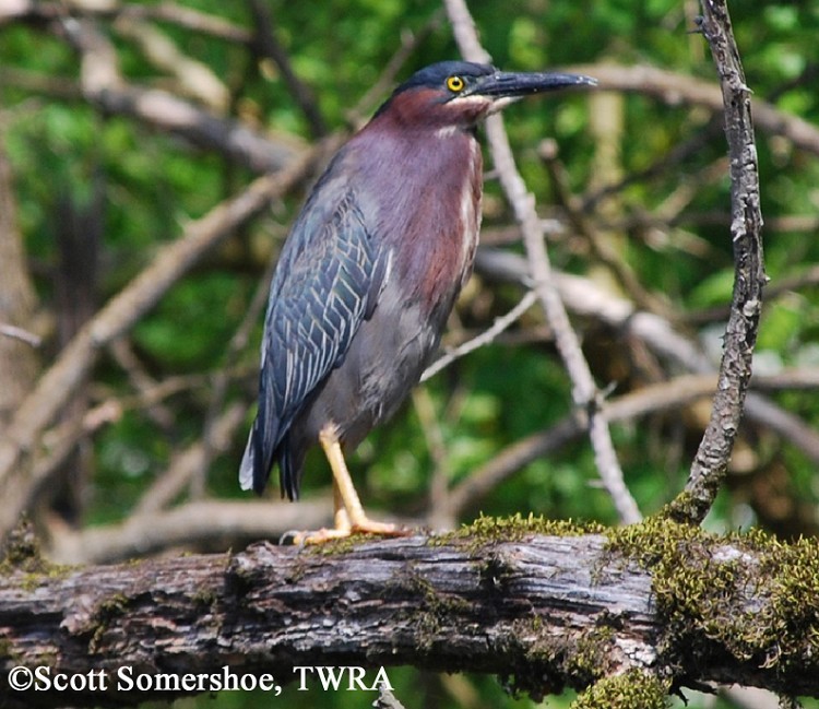 Green Heron, Butorides virescens, Adult. Photo Credit: Scott Somershoe Green Heron, Butorides virescens, Adult. Photo Credit: Scott Somershoe