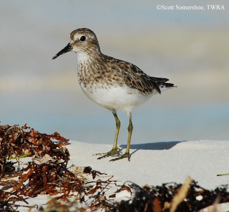 Least Sandpiper, Fall plumage Least Sandpiper, Fall plumage