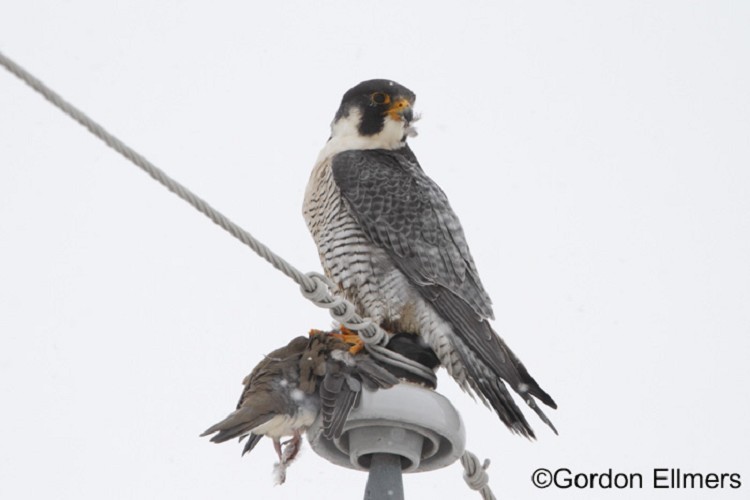 Peregrine Falcon