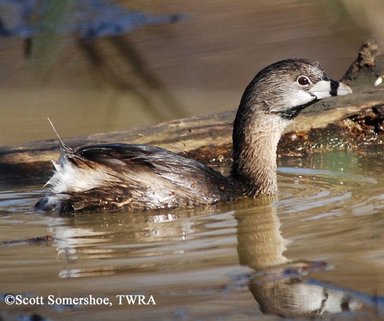 Pied-billed Grebe, Podilymbus podiceps, adult. Photo Credit: Scott Somershoe