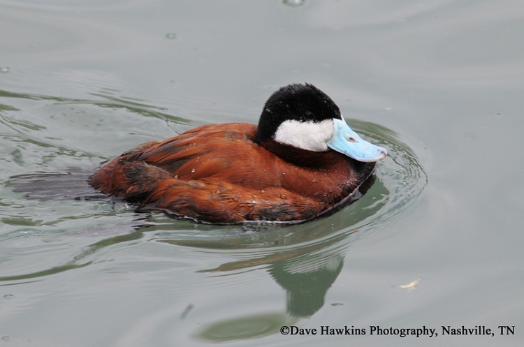 Ruddy Duck, Oxyura jamaicensis, adult male. Photo Credit: Dave Hawkins