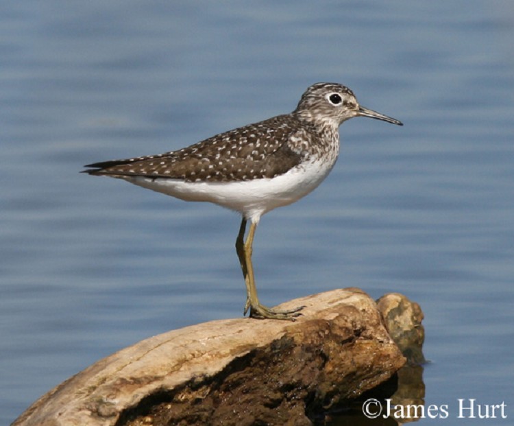 Solitary Sandpiper, Tringa solitaria, Spring Adult. Photo Credit: James Hurt