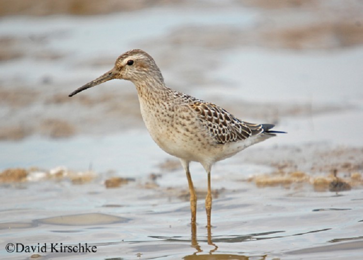 stilt-sandpiper Stilt Sandpiper