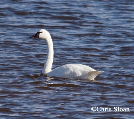 Tundra Swan Cygnus columbianus