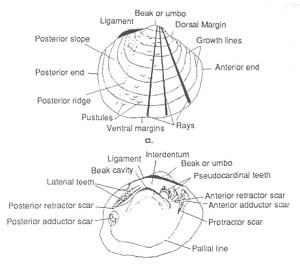 Tennessee Mussels Morphology Tennessee Mussels Morphology