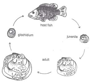 Life History of Tennessee Mussels Life History of Tennessee Mussels