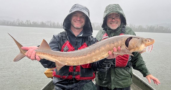 Brandon Simcox (Fisheries) and Rob Lindbom (Biodiversity) with a Lake Sturgeon captured on the Tennessee River.