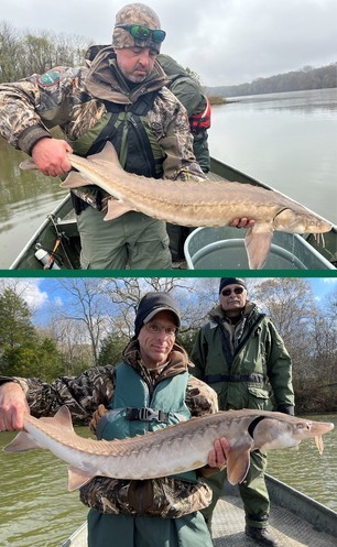 (Top) Lt. Eric Anderson (Law Enforcement) preparing to release a Lake Sturgeon captured on the Cumberland River. (Bottom) Roger Shields (Wildlife) and Darrel Bernd (Fisheries) with a Lake Sturgeon captured on the Cumberland River. (Top) Lt. Eric Anderson (Law Enforcement) preparing to release a Lake Sturgeon captured on the Cumberland River. (Bottom) Roger Shields (Wildlife) and Darrel Bernd (Fisheries) with a Lake Sturgeon captured on the Cumberland River.