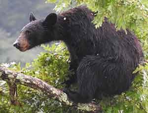 bear sitting