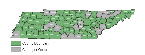 Map Map