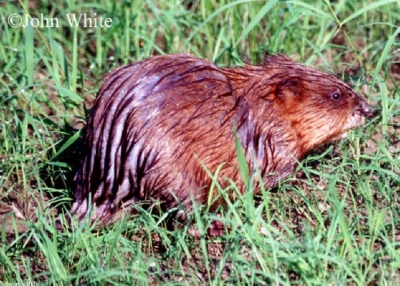 Common-Muskrat