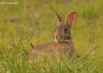 Eastern-Cottontailed