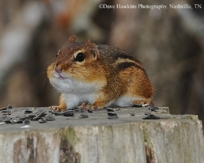 Eastern-Chipmunk
