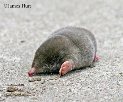 Eastern-Mole Eastern-Mole