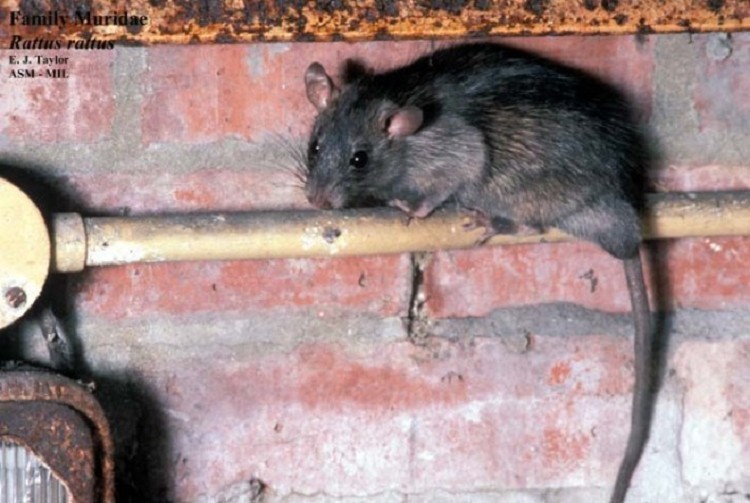 roof-rat