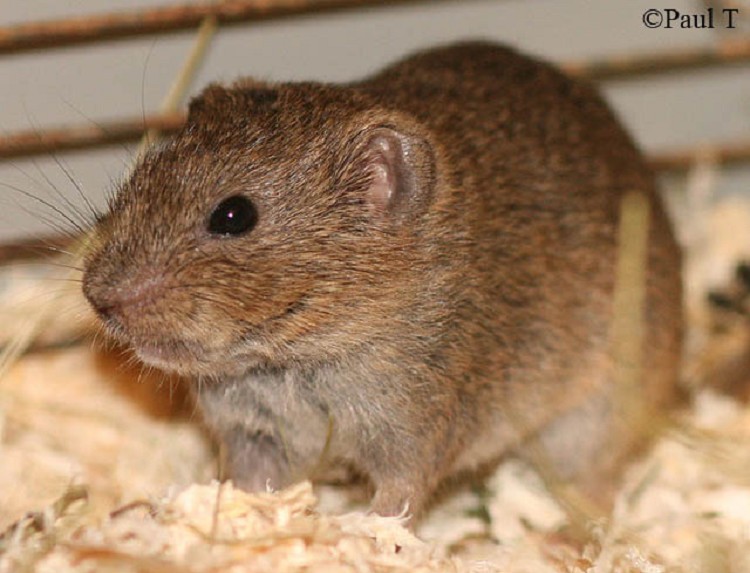 Southern Bog Lemming Southern Bog Lemming