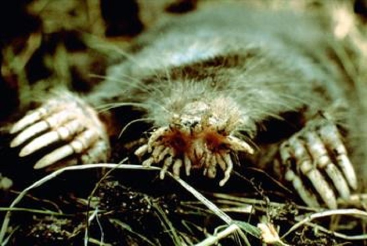 star-nosed-mole