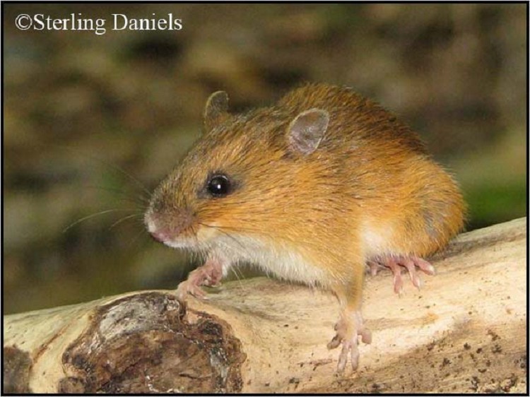 woodland-jumping-mouse