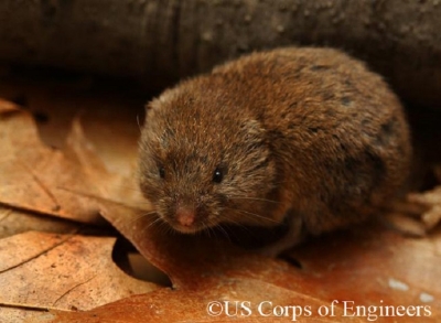 woodland-vole