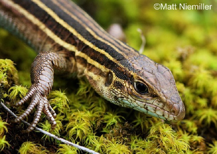 Six Lined Racerunner Lizard