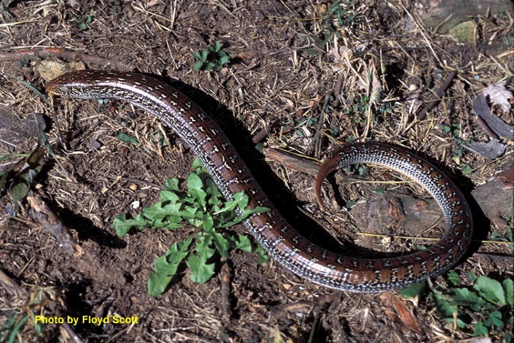 Slender Glass Lizard
