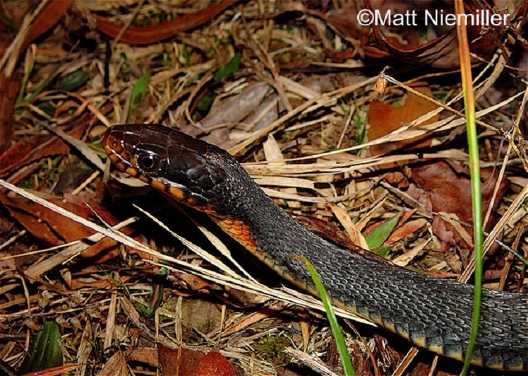 Plain Bellied Watersnake Plain Bellied Watersnake
