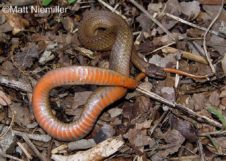 Red Bellied Snake Red Bellied Snake