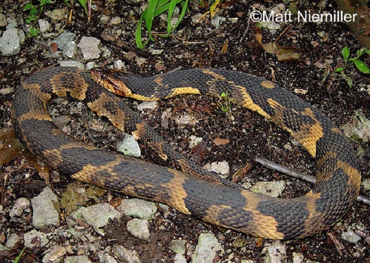 southern-watersnake southern-watersnake
