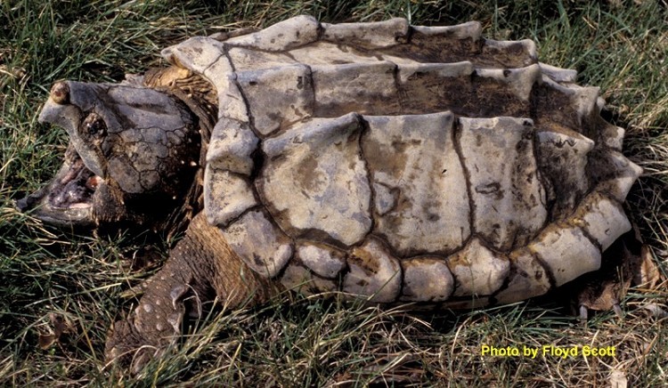 alligator-snapping-turtle Alligator Snapping Turtle
