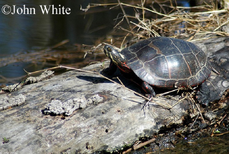 eastern-painted-turtle Eastern Painted Turtle