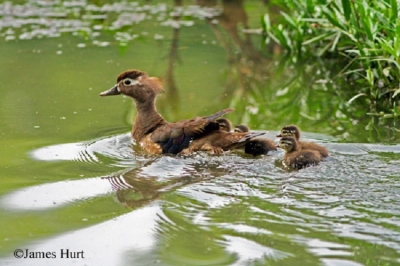 Wood-Duck-8